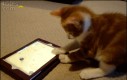 Kotek gra na iPadzie aż do zawrotu głowy
