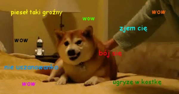 Pieseł oszalał - Jeja.pl