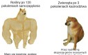 Gepardy i bananowce lubią to