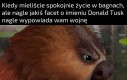 Boberzy nie zginią dopóki oni żyją