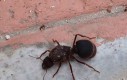 Mrówka prosto z Czarnobyla