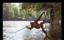 Ten orangutan wychowany został w zoo