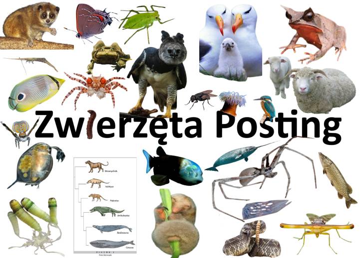Zwierzęta Posting
