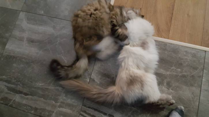 walka kotów