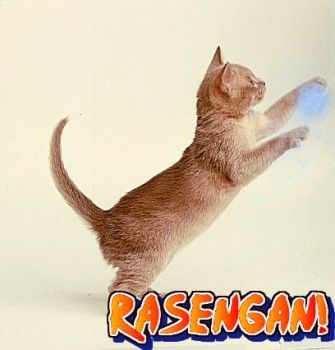 Kiciuś!Rasengan!!!!!!!!!