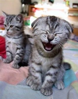 Śmiech kota