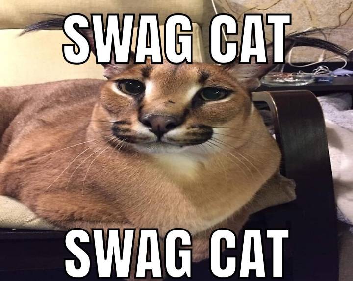 Swag Cat