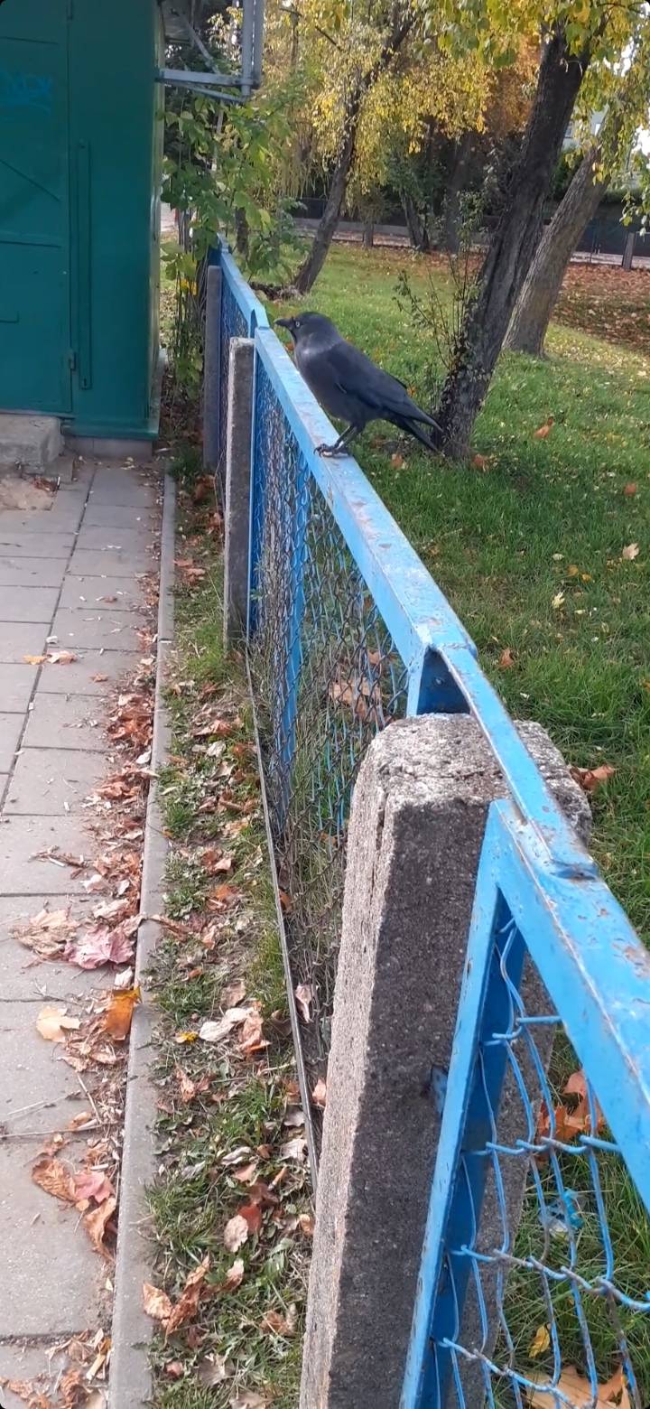 To jest moja kawka o imieniu kamil