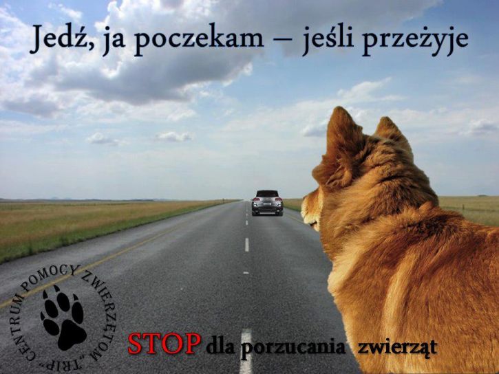 Stop porzucaniu zwierząt