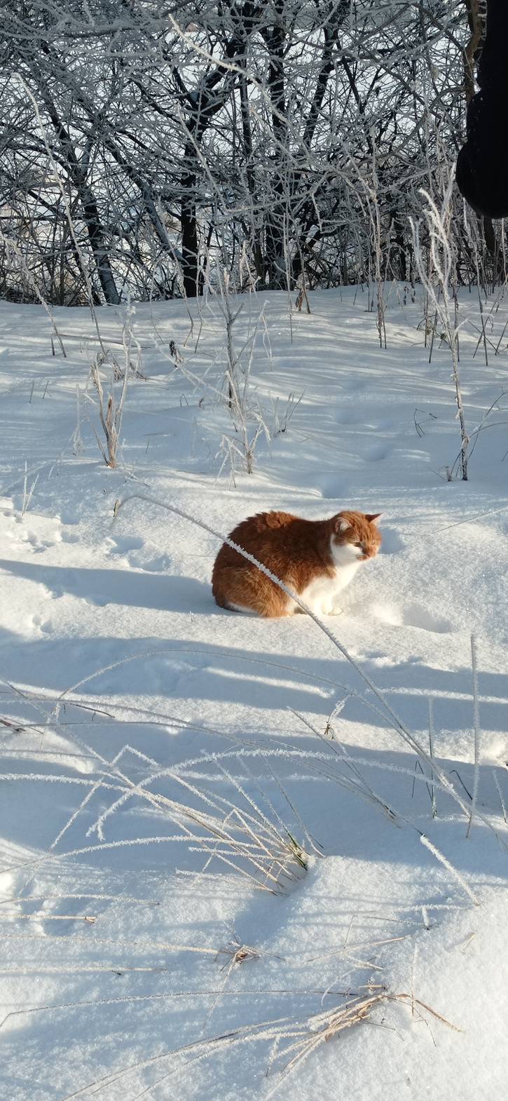 Mój kot w zimę 2021