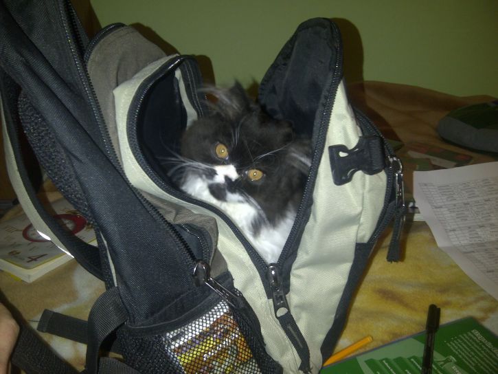 kot w plecaku hehe