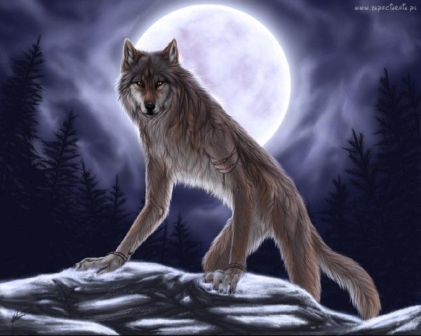 Wilk