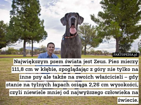 Największy pies na świecie Zeus