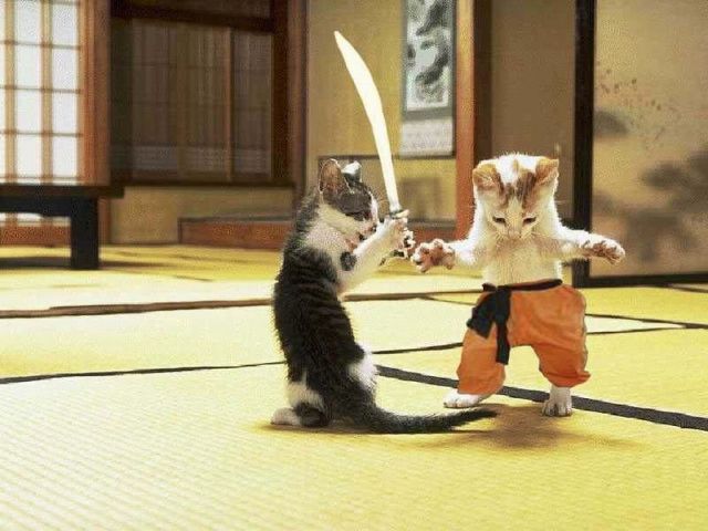 kung fu kotki :)