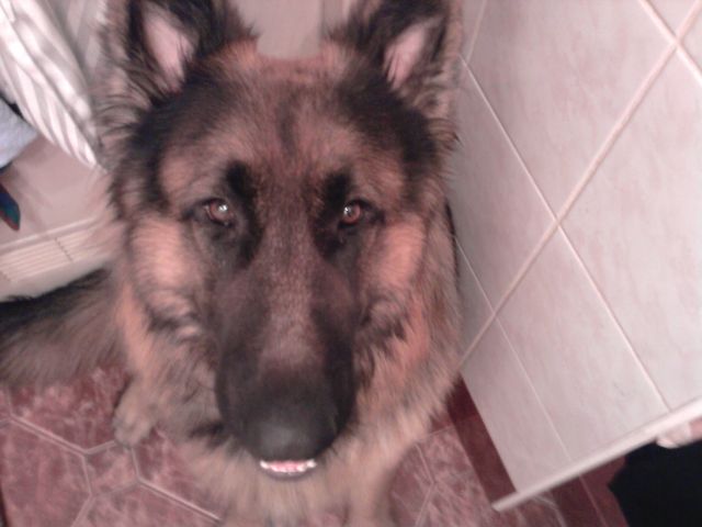 Mój piesek :**