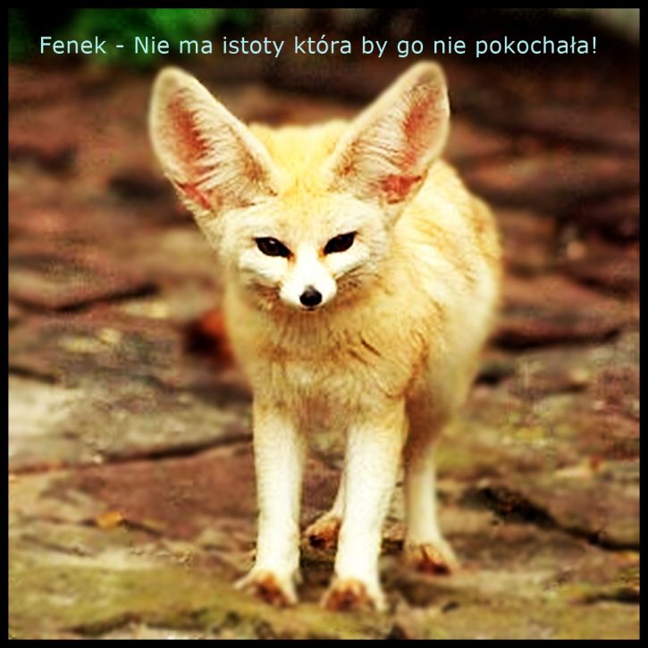 Fenek taki zarąbisty