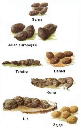 kocham je