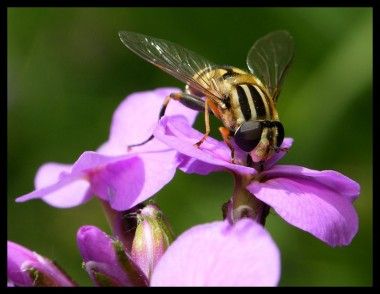 mucho-pszczoła