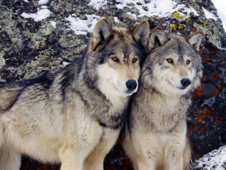 dwa wilczki