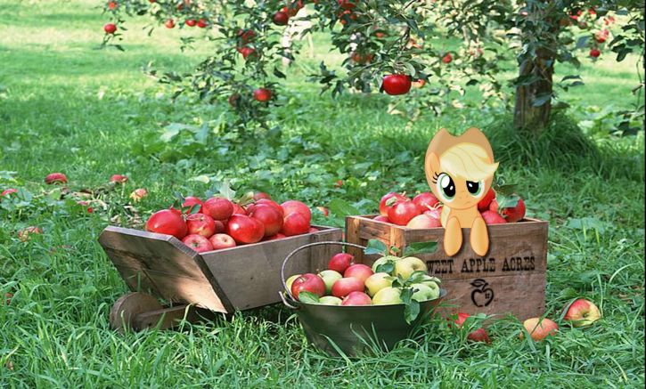 Apple jack u mnie w sadzie hehe żart