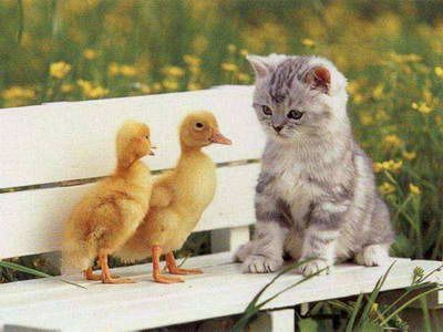 Kaczuszki+kotek=przyjaźń