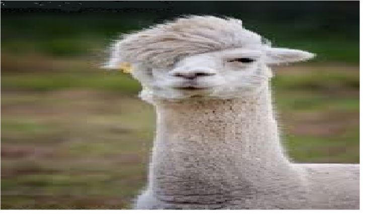 LLamaa