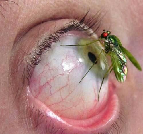 robak na oczku