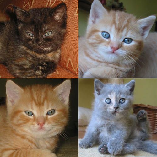 4 słodkie koty