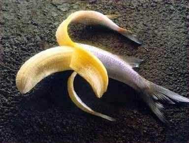 banano ryba