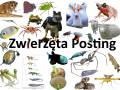 Zwierzęta Posting
