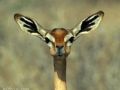 Nazwa