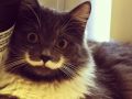 Kot z Wąsami