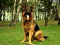 Owczarek .♥.