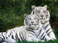 2 tygrysy