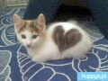 Kotek który nas kocha