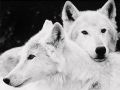 wilki białe wilki