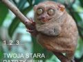 Santa Kisiel to twoja sta