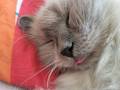 Kitek