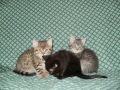 trzy małe kociaki :D