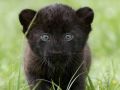Mała czarna pantera