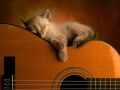 kot +  gitara