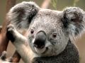 mały koala