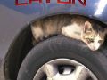 Need for speed carbon w wersji dla kotów!
