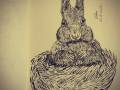Wiewiórka (nie królik)