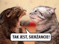 baczność zołnierzu