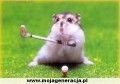 Chomik i Golf