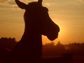 Konik.