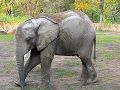 Słonik W WArszawskim Zoo