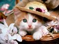 Kotek w kapeluszu ;P