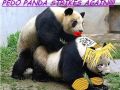 Dla ciebie pedopandoo ;D